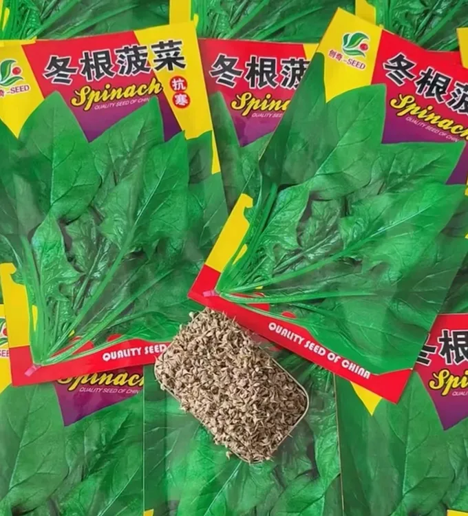 【冬根菠菜种子】四季种植盆栽地栽阳台小院种植