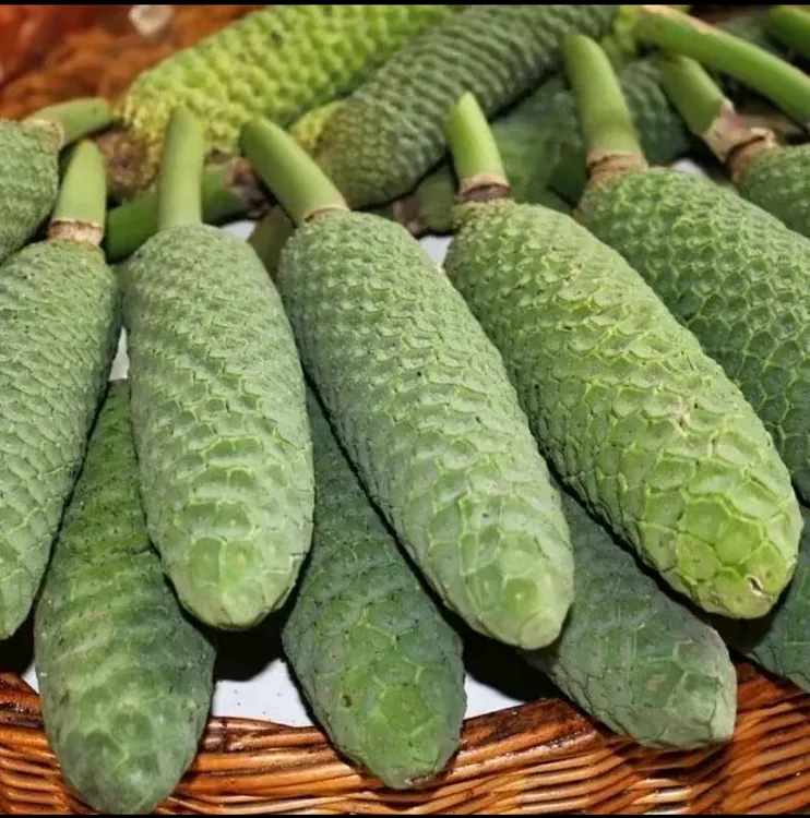 网红水果龟背竹果实蓬莱蕉新鲜