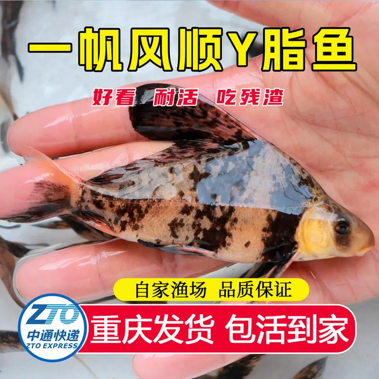 一帆风顺鱼脂淡水清道鱼可观赏工具鱼