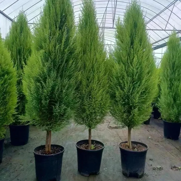 香味小香松盆栽圣诞树客厅庭院阳台四季常绿耐寒绿植基地原土发货