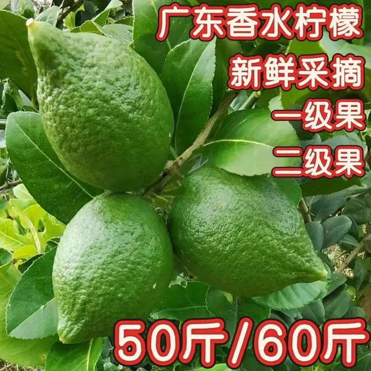 【柠檬之王生鲜店】新鲜采摘正宗广东香水柠檬奶茶店商用水果香柠檬