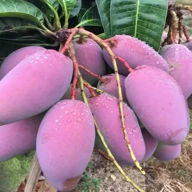 四季芒果树苗金煌贵妃桂七台农芒正品嫁接苗