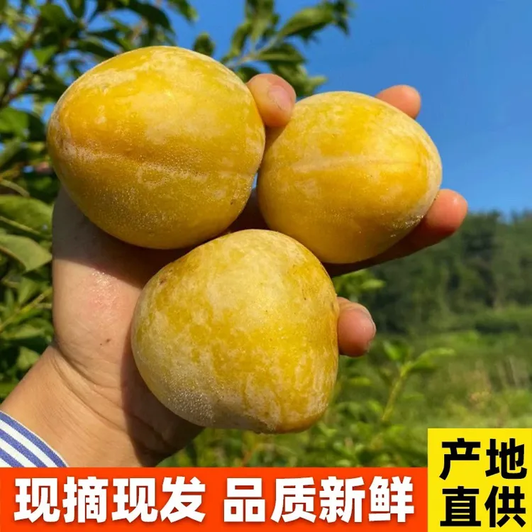 『京东快递 』湖南汝城文明黄金奈李现摘现发新鲜水果脆甜孕妇李子