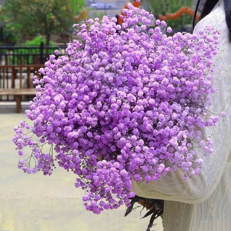 满天星鲜花 真花  紫色满天星 新鲜花发货 可自然风干