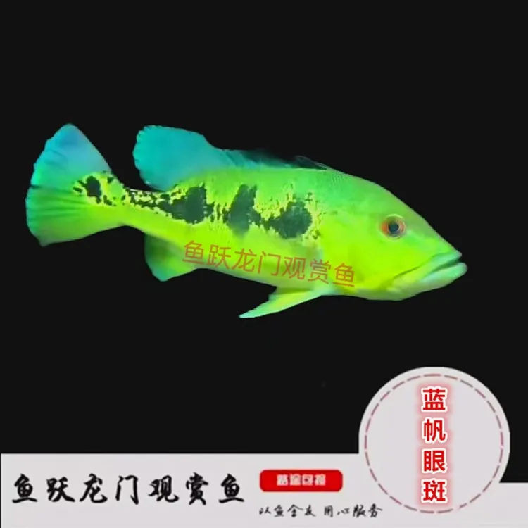 蓝帆眼斑三间热带观赏鱼适合与中大型鱼混养龙缸配鱼