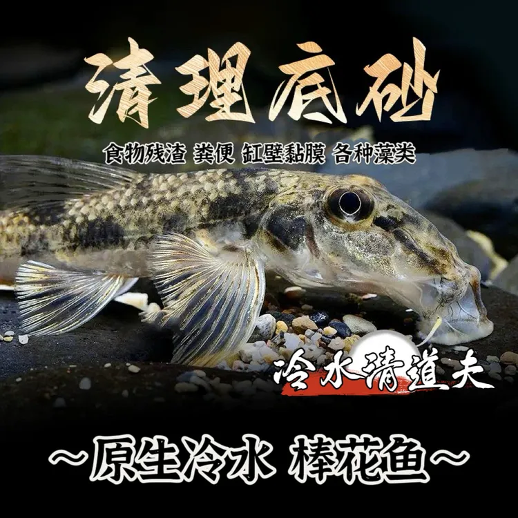 棒花鱼冷水清道夫中华鼠鱼淡水鱼似鮈鱼清洁粪便翻砂工具鱼观赏鱼