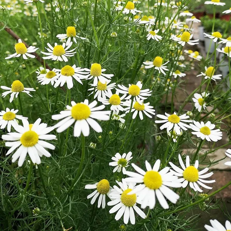 .2025洋甘菊种子易活四季开花室内外阳台庭院盆栽白晶菊小雏菊花