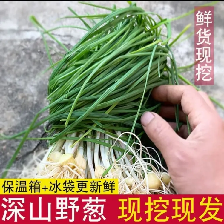 贵州高山鲜嫩现挖新鲜小葱苦蒜小根蒜野菜胡葱时令野香葱野葱