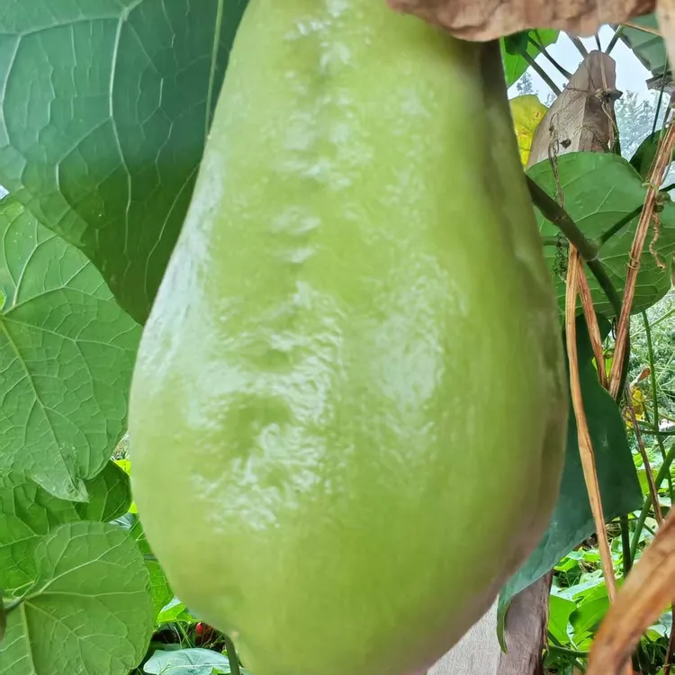 四川屏山新鲜采摘嫩佛手瓜