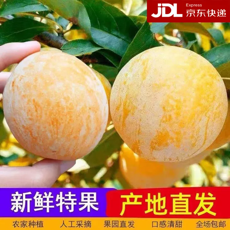 【正宗韶关乐昌九峰山】黄金奈李脆甜多汁新鲜现摘现采恐龙蛋脆李子