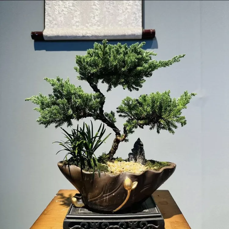 HY莲归（紫沙）三层珍柏喜阳耐寒造型盆景摆放桌面绿植接水盘6/13