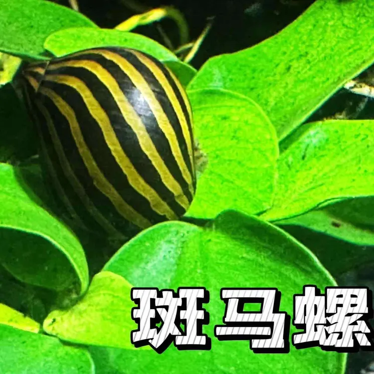 斑马鱼鱼缸净化清洁浴缸清洁工包损斑马螺可繁殖