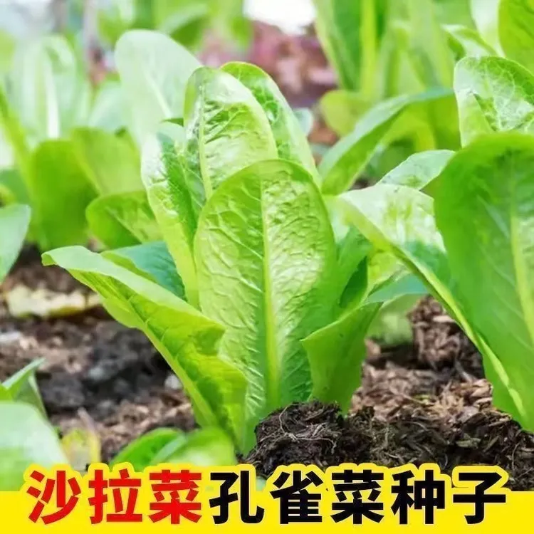 【孔雀沙拉菜种子】家庭阳台小院盆栽地栽四季种植