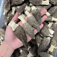 精选羊肚菌20号  
