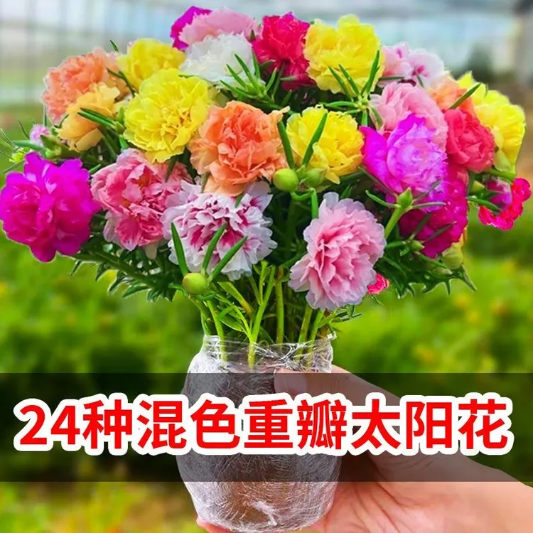 【带根带花苞】重瓣太阳花耐热混色喜阳植物DHF-JL