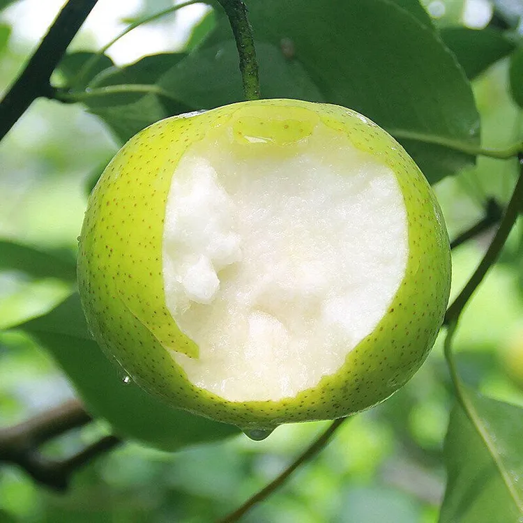 【包邮】新鲜砀山青梨蜜梨皇冠梨翠冠梨新鲜青梨子水果梨子