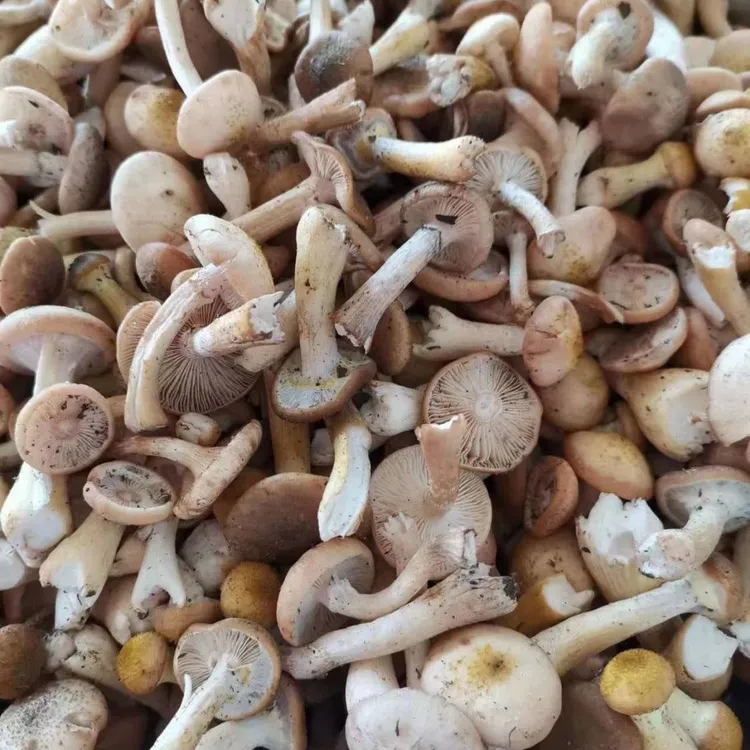 东北纯野生榛蘑水焯速冻（顺丰包邮）