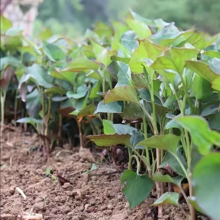 【鱼腥草种子】折耳根种子四季种植盆栽地栽阳台庭院种植D