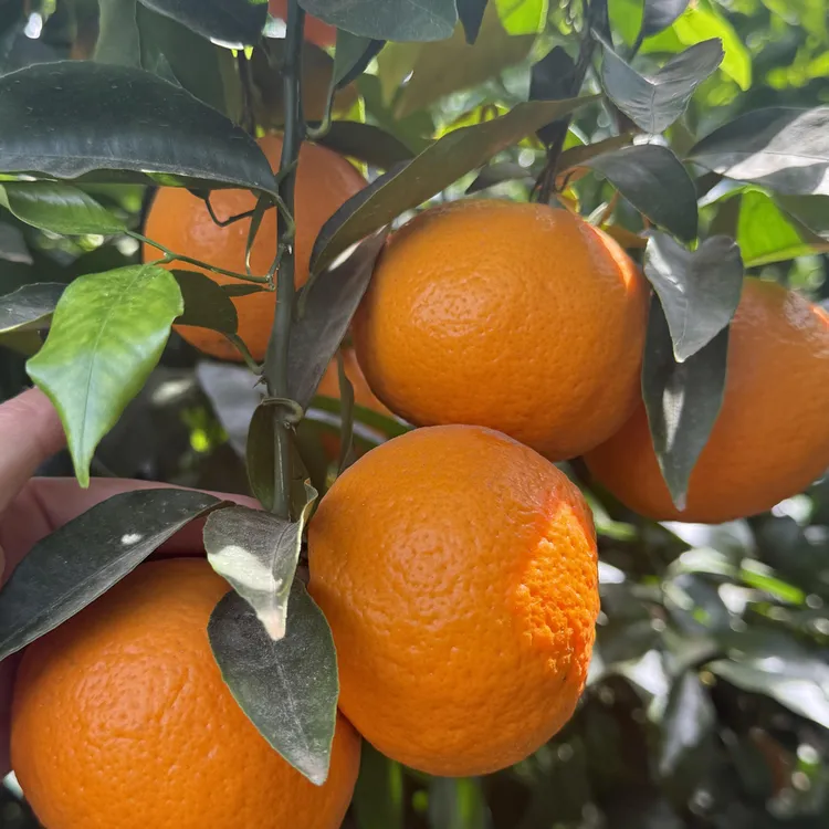 新品种沃柑树苗无核沃柑柑橘苗中柑所091无籽沃柑嫁接苗当年结果