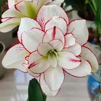 现货 自然球重瓣朱顶红【买买买】