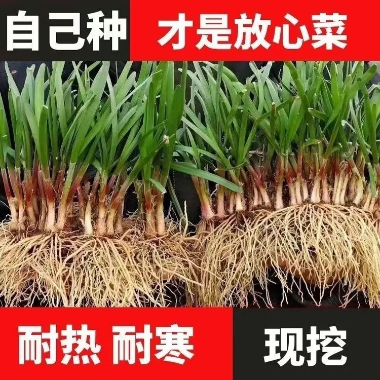 山东寿光宽叶韭菜根大叶韭菜根苗紫根苗室内阳台小院盆栽四季耐寒