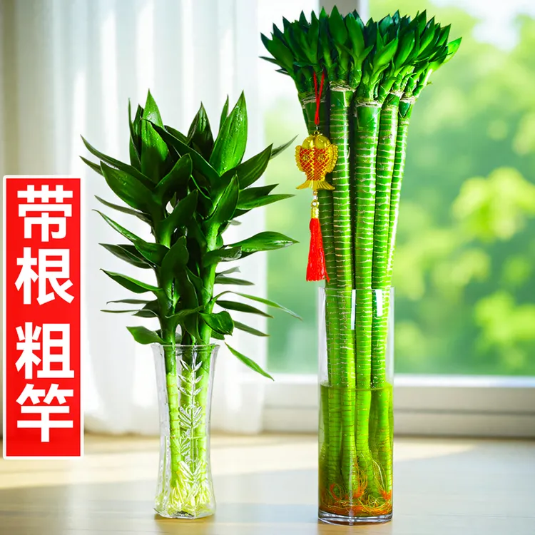 文昌竹金榜题富贵竹水培植物室内观音竹子盆栽客厅水养带根粗杆