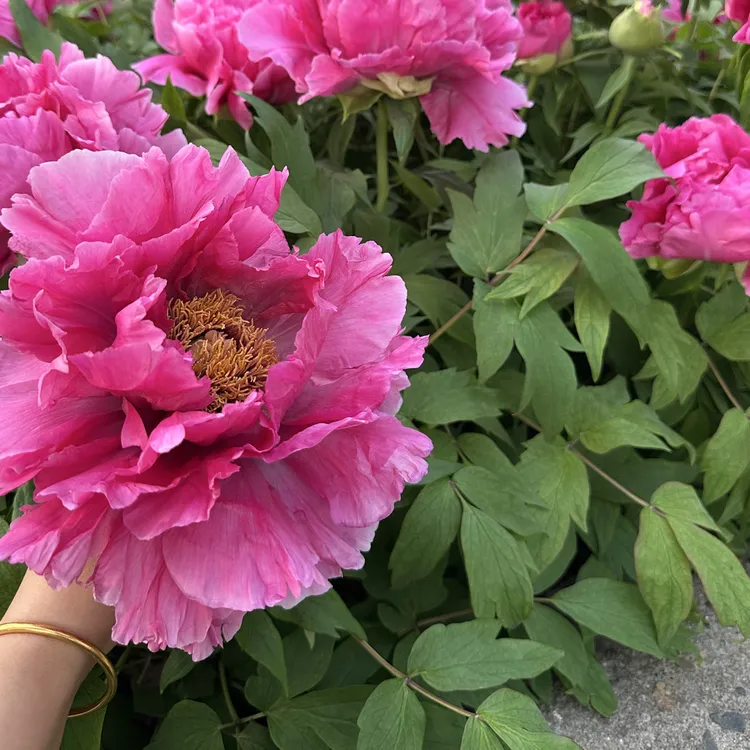 洛阳正宗重瓣千层盆栽【花王】带芽孢基地直发