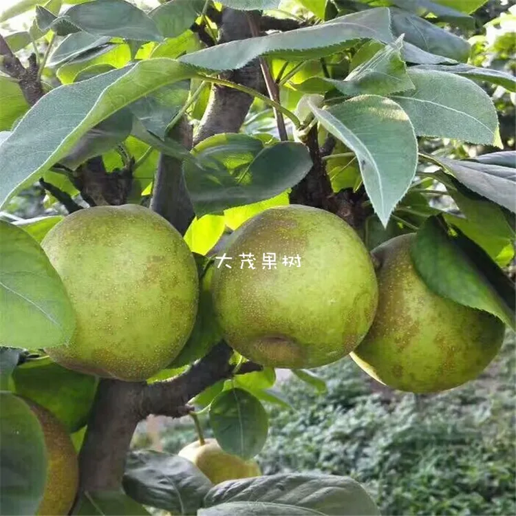 翠冠梨树苗早熟蜜梨六月雪梨苗脆冠梨子果苗嫁接南方种植当年结果