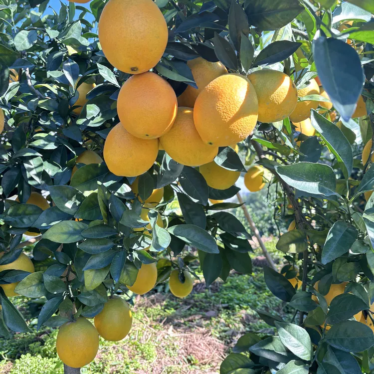 当季自家赣南脐橙