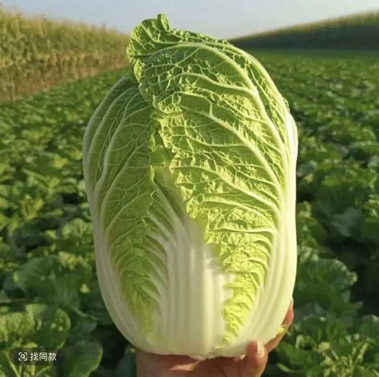 农家露天种植白菜麻叶白菜新鲜绿色大白菜