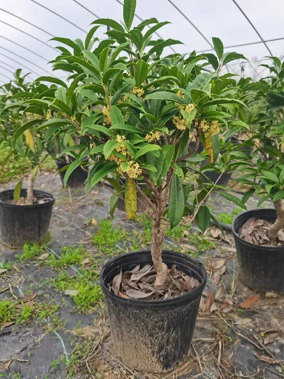 四季桂盆栽浓香型易养护适合室内外庭院阳台种植