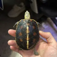 黄缘龟 大陆禄仔 背甲长8.8cm 92克