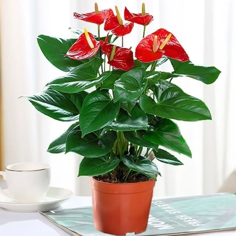 红掌盆栽四季开花室内绿植花卉带花大叶可驱蚊水培