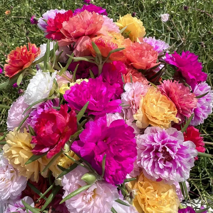 【商家精选】太阳花苗四季开花两盆包邮