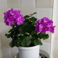 《湛蓝天空》带花苞天竺葵包对版