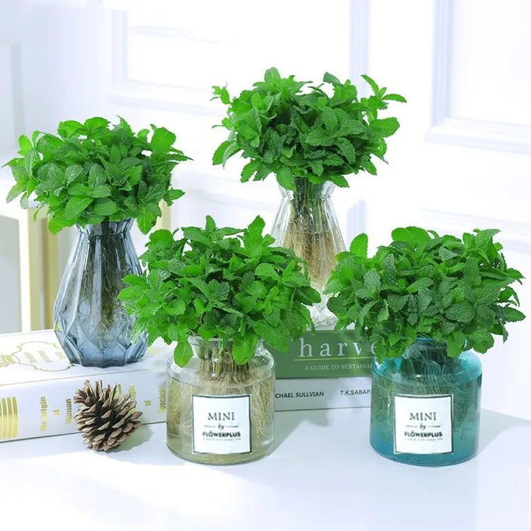 【驱蚊驱虫】可食用提神薄荷盆栽卧室阳台桌摆好养驱蚊净空气绿植