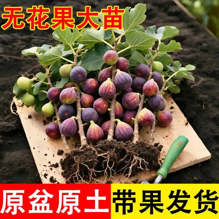 无花果树果苗特大果带叶盆栽矮化老桩当年结果南北方四季庭院地栽
