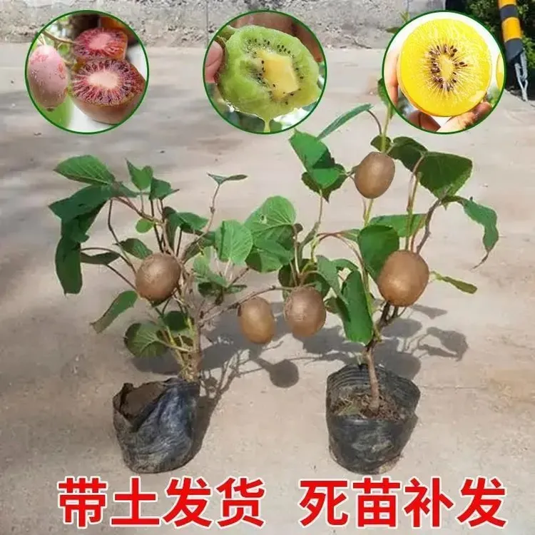 猕猴桃树果苗南北方种植奇异果苗红心黄心软枣猕猴桃树苗当年结果