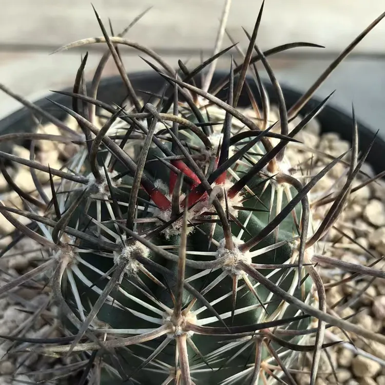 仙人球实生林氏幻虾鹿角柱属球体冠径5.5厘米一物一拍实物图