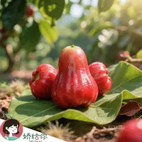 【顺丰包邮】泰国黑金刚莲雾5A巨无霸限定 清甜多汁 约3斤装