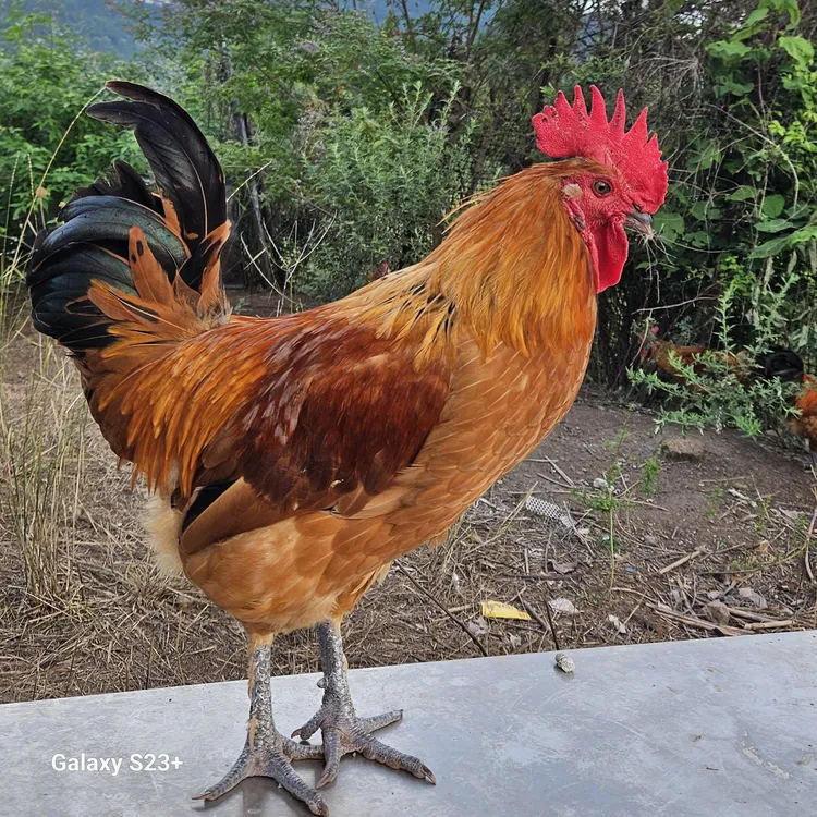 八个月纯粮食散养老公鸡可发活鸡，可帮忙宰杀发生鲜冷链