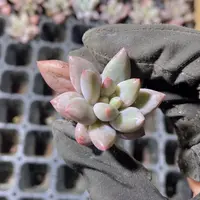 精品26红蜻蜓一米一颗