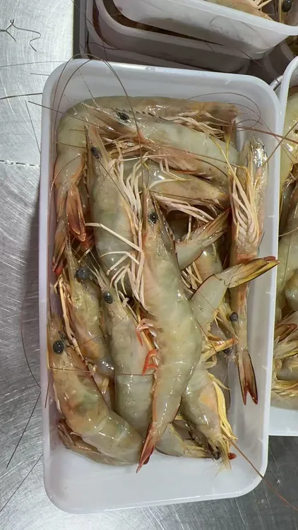 北海新鲜回港  野生带膏明虾