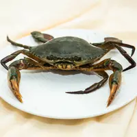 【魏来海鲜】【货发出概不退款】特大公蟹青蟹 勿放冰箱