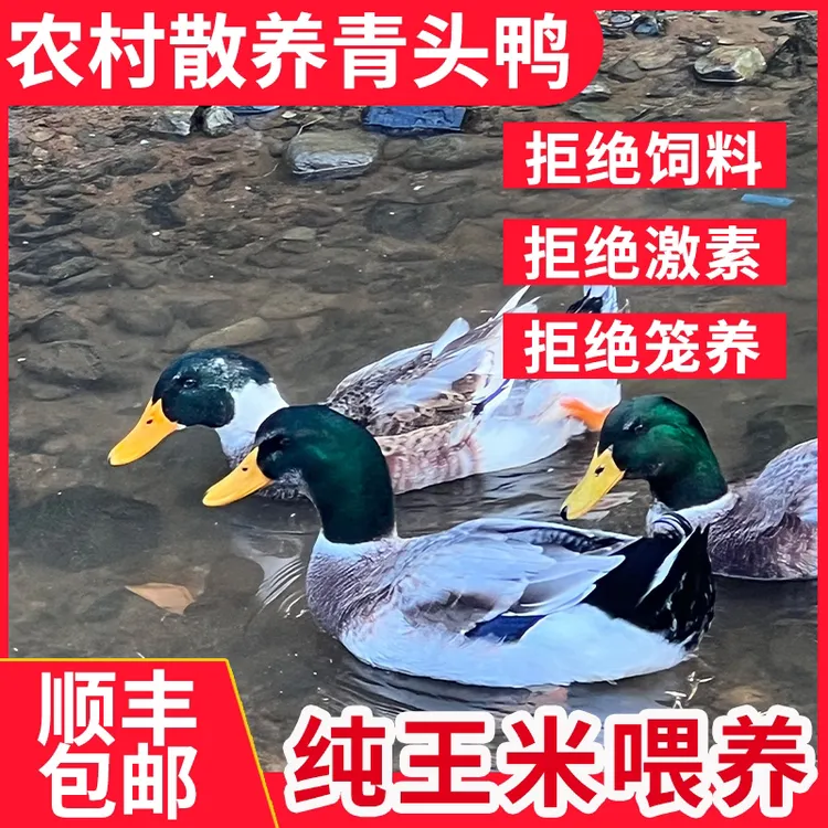 农家泉水散养青头土鸭子180日老鸭肉质鲜美顺丰冷链运输营养豐富