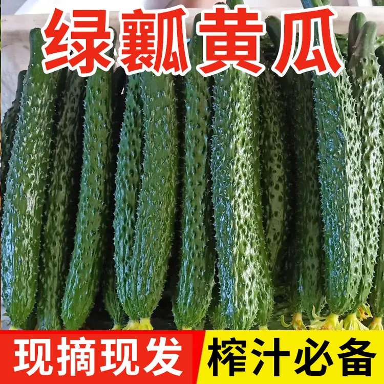 新鲜黄瓜绿瓤【现发】榨汁必备农产品露天田间农家新鲜蔬菜黄瓜当季