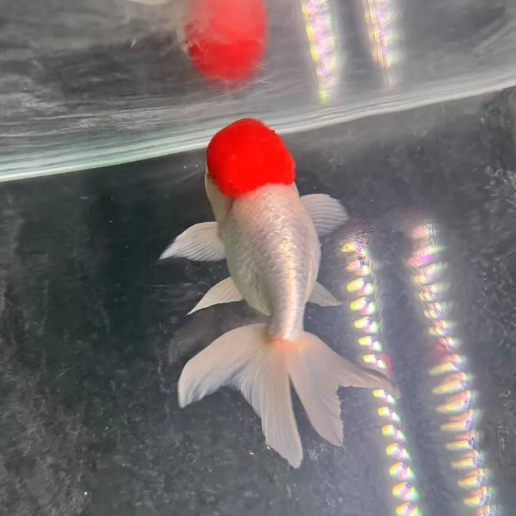 2025年当岁鹅头红，6公分～8公分