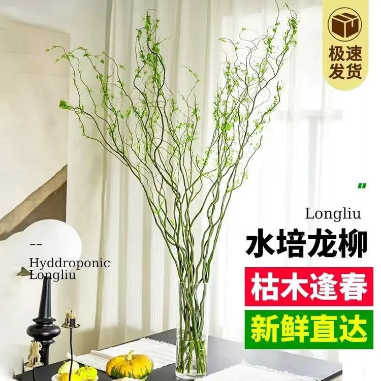 国风龙柳鲜枝水培插花客厅水培植物花卉四季好养绿植懒人水培植物