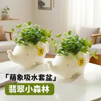 【花伴水】钻石翡翠吊兰盆栽室内绿植好养活四季常绿