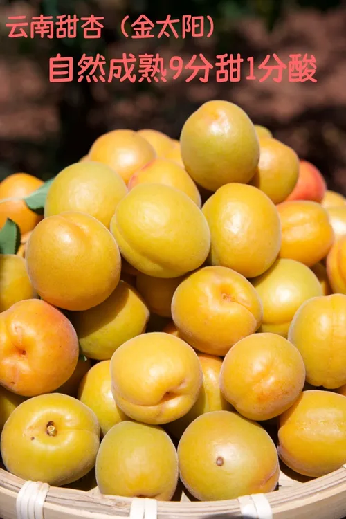 云南杏子露天甜杏金太阳大黄杏孕妇水果老少皆宜1分酸9分甜